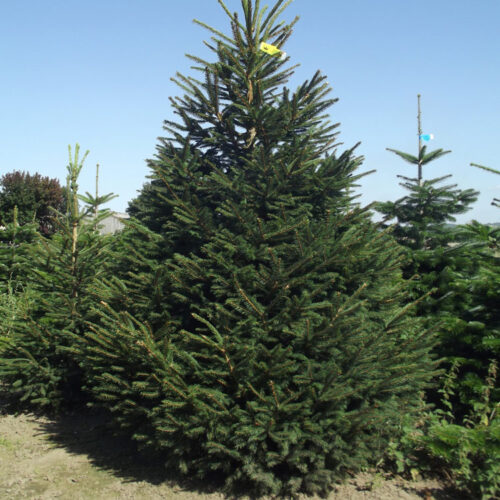 Christmas Trees