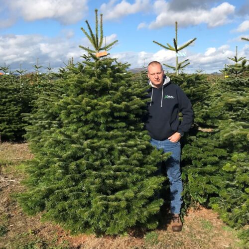 Nordman Fir Real Christmas Tree