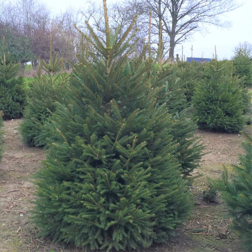 Norway Spruce Christmas Tree