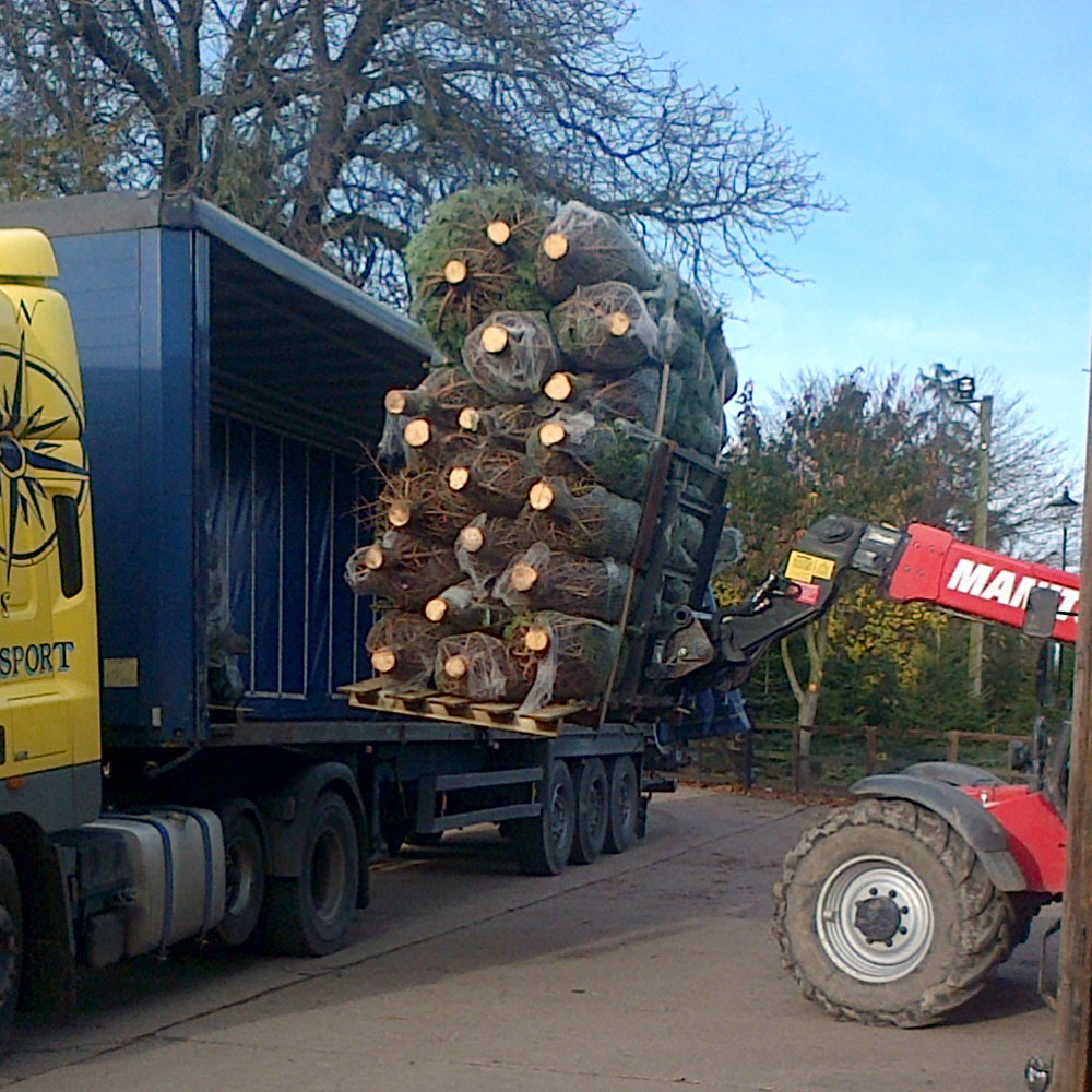 Wholesale Christmas Trees