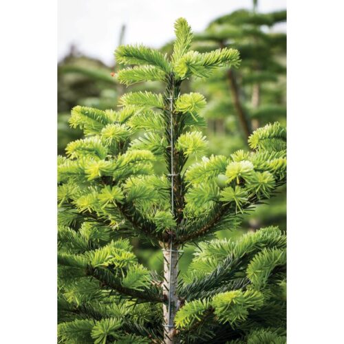branch adjuster in use