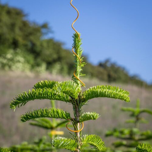 top spiral for christmas trees