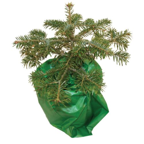 Pot Bags for Living Trees