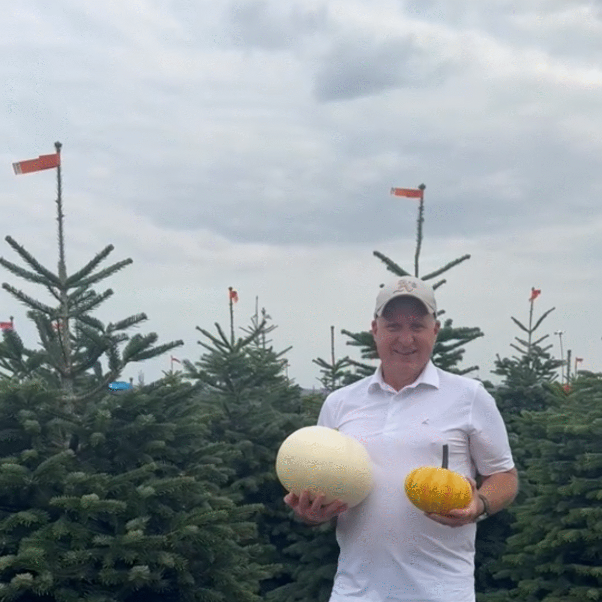 pumpkins and trees