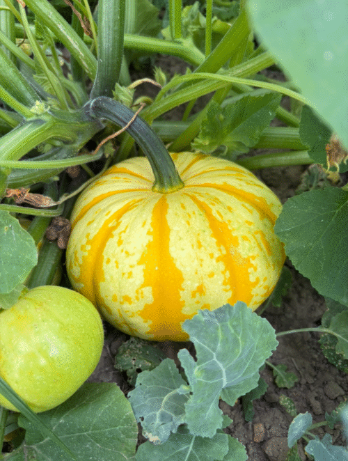 Pumpkins